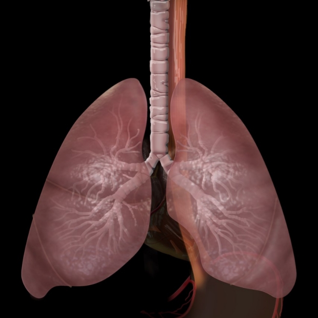 medical illustration of lungs and esophagus